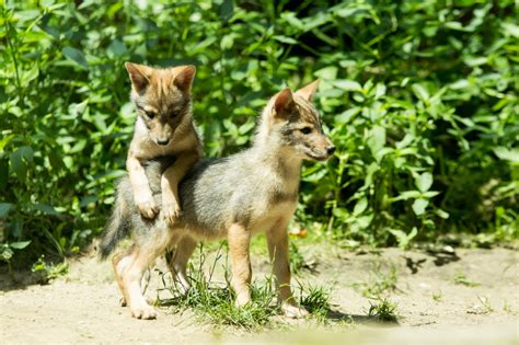 Golden Jackal Pups Emerge at Burgers’ Zoo - ZooBorns