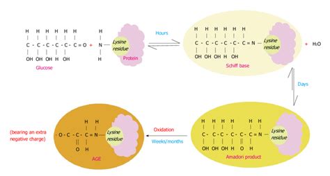 Maillard Reaction Schematic Illustration Of The Maillard Process That Download Scientific