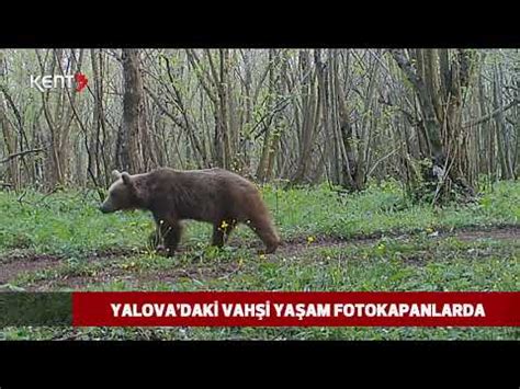 Yalova Ormanlarindak Yaban Hayati Fotokapanlarda Youtube