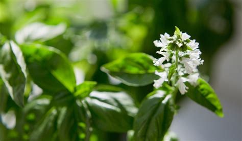 12 Edible Flowers to Grow at Home - PureWow