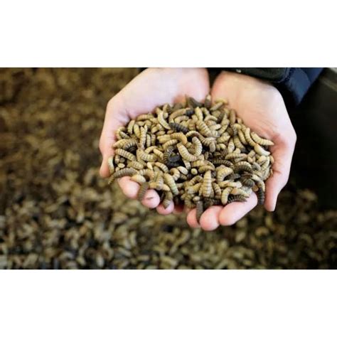Jual Maggot Hidup Maggot Segar Beli 3 Gratis1 Shopee Indonesia