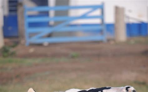 5 dúvidas sobre vacas prenhas - Revista Globo Rural | Criação