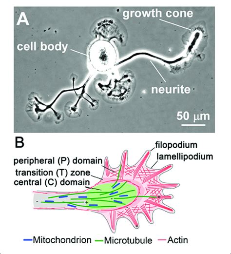 Overview Of The Neurite And Growth Cone A Phase Contrast Image Of