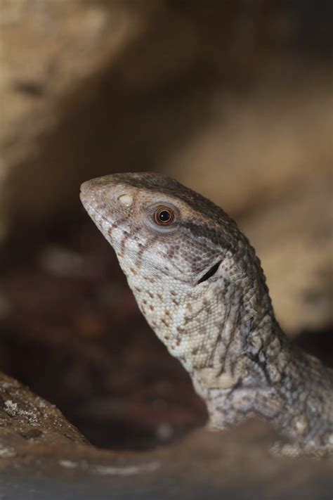 How To Tell If A Savannah Monitor Is Male Or Female Cuteness