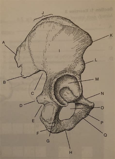 Lateral Aspect Of The Right Os Coxae Diagram Quizlet