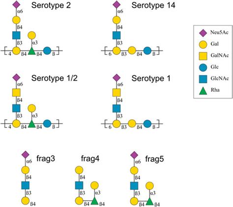 Frontiers Comparative Molecular Modelling Of Capsular Polysaccharide