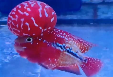 Flowerhorn Bak M Ve Zellikleri Akvaryum