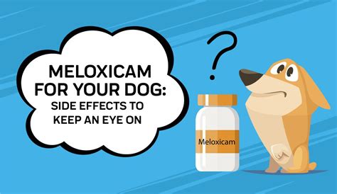 Meloxicam For Your Dog: Side Effects To Keep An Eye On | Innovet Pet