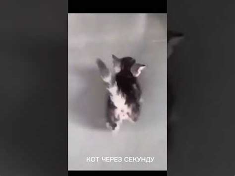 кот забивной) #рек - YouTube