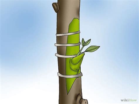 How To Graft A Tree Grafting Fruit Trees Grafting Plants Growing