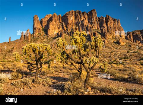 Superstition Mountains Teddybear Cholla Cacti Sunset View From Lost