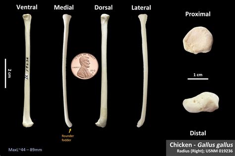 Chicken Radius OsteoID Bone Identification