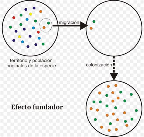 Genetic Drift Diagram