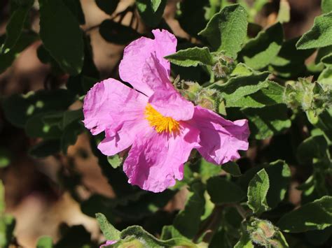 Schlechter Machen Physikalisch In Den Meisten F Llen Cistus Creticus