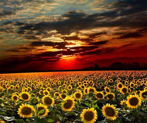 Campo De Girasoles Nube Noche Campo Flor Naturaleza Cielo Sol