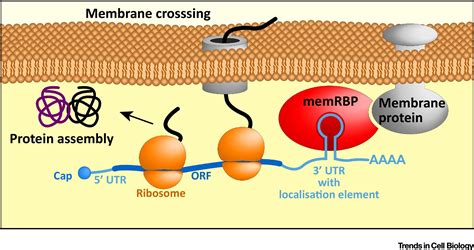 Membrane Associated Rna Binding Proteins Orchestrate Organelle Coupled