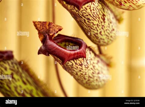 Borneo Endemic Tropical Pitcher Plant Stock Photo Alamy