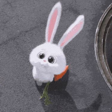 Cute Bunny Carrot Animated Cute Bunny Carrot Animated Discover