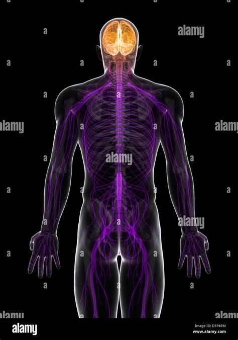 Central Nervous System High Resolution Stock Photography And Images Alamy