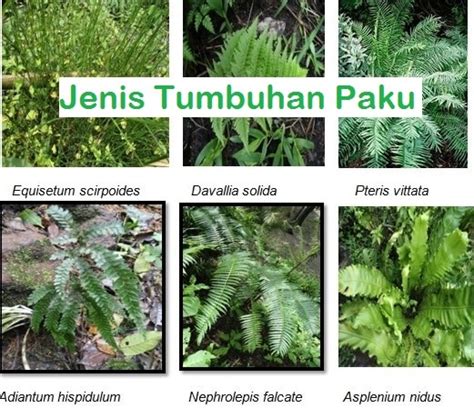 Pengertian Ciri Ciri Dan Jenis Jenis Tumbuhan Paku Pteridophyta