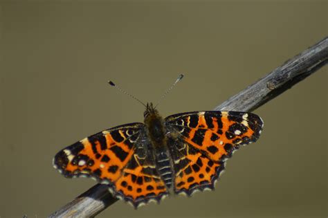 Butterfly Orange Spring Free Photo On Pixabay
