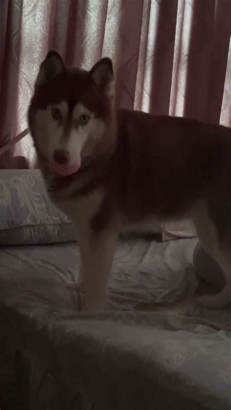 #mishka - YouTube