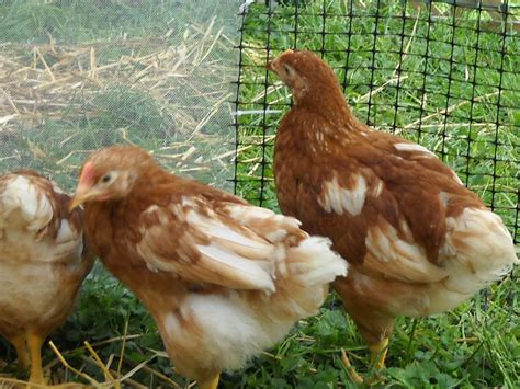 Please Help Me Sex These Week Old Red Sex Links TONS OF PICS BackYard Chickens Learn How