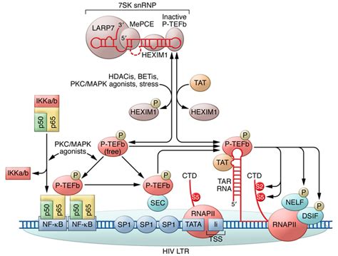 Hiv Ltr Tfs And Their Activation Hiv Transcription Starts At The