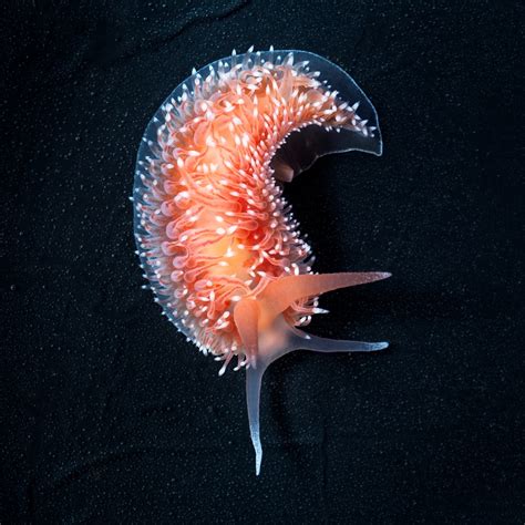 Aquatilis 2024 | ВКонтакте