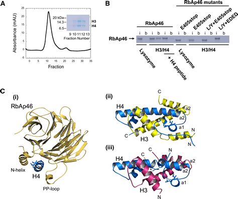 Structural Basis For The Recognition Of Histone H By The Histone