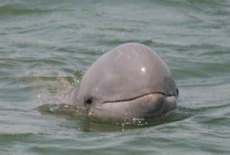 Irrawaddy dolphin