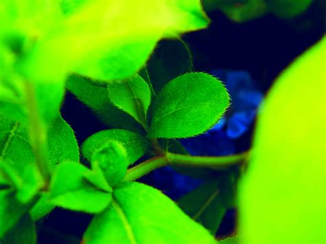 Free Images Nature Branch Sunlight Leaf Flower Petal Green