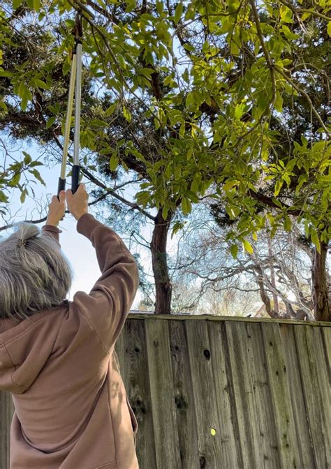 Tree Branch Projects