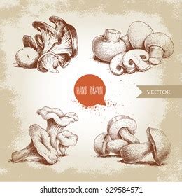 Hand Drawn Sketch Style Mushrooms Compositions Stock Vector Royalty