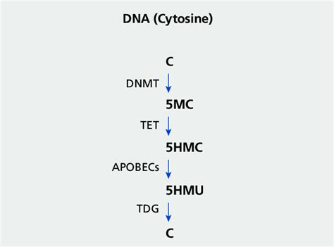 Schematic Representation Of Putative Dna Methylationdemethylation