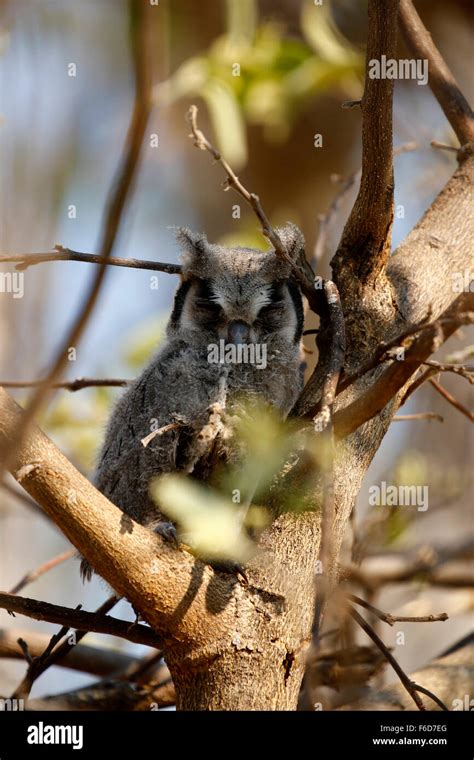 This Southern White Faced Owl Mum Had 4 Fluffy Owlet Fledglings In The Tree With Her An