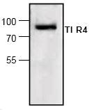 Anti Cd Tlr Antibody Arg Arigo Biolaboratories