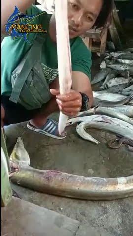 Edyan Harga Gelembung Ikan Ini Sampai Jutaan Pak Proses Pengambilan