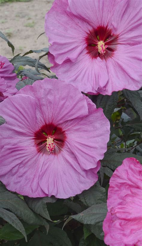 Summerific Berry Awesome Is A Perennial Hibiscus With Huge 7 8” Ruffled Lavender Pink