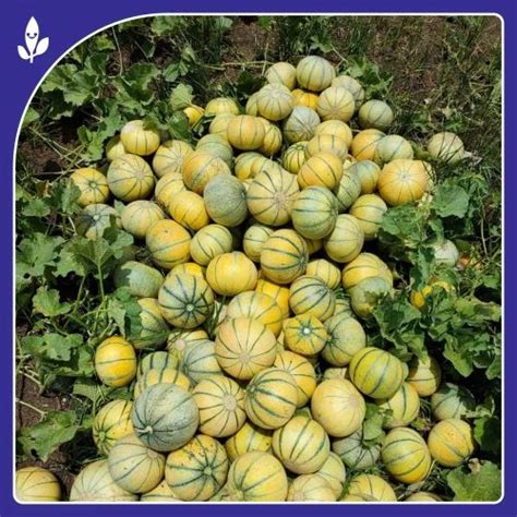 F 1 Hybrid Muskmelon Seeds Sagar 60 F 1 Hybrid Muskmelon Seed