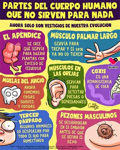 Partes Del Cuerpo Humano Que No Sirven Para Nada