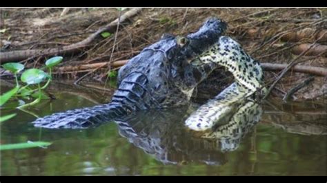 Amazon Ascension Black Caiman Vs Anaconda YouTube