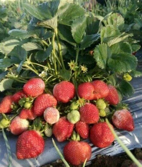 Bibit Strawberry Paket 5 Jenis Stroberi Strawbery Yogyakarta