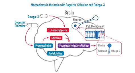 Cognizin Citicoline And Omega 3 Dha Support Brain Function