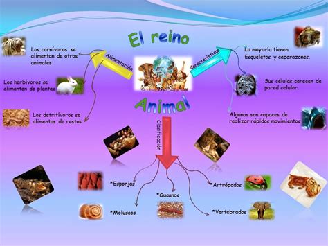 Reino Animal Mapa Mental