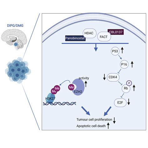 Dual Targeting Of The Epigenome Via Fact Complex And Histone