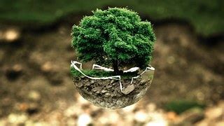 Free vector graphic: Bonsai, Miniature, Tree, Plant - Free Image on ...