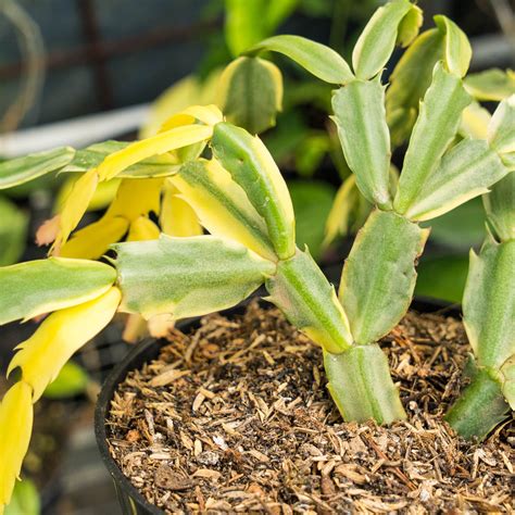 Schlumbergera Truncata Variegated Big Size Succulentasia