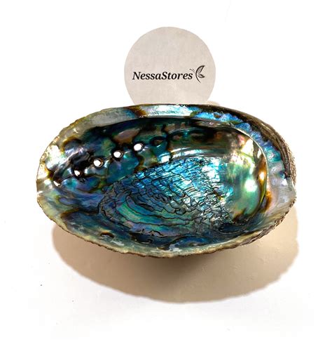 Nessastores Green Abalone Sea Shell One Side Polished Beach Etsy