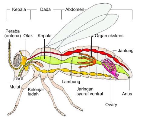 Kingdom Animalia Filum Arthropoda Dan Echinodermata Mahkota Sains